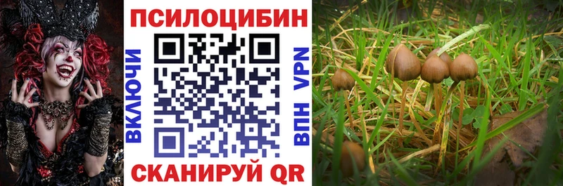 Купить где  Данилов  Галлюциногенные грибы MAGIC MUSHROOMS 